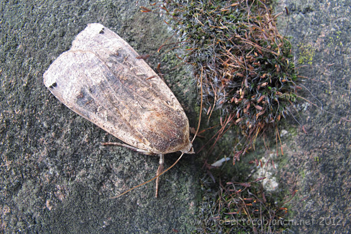 Falena da identificare